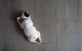 Best Tile Cleaner For Pet Urine
