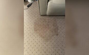 How To Get Brown Water Stains Out Of Carpet