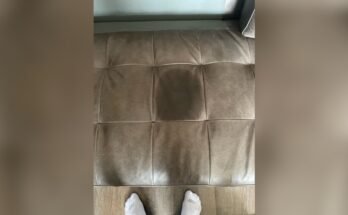 How To Get Dog Pee Out Of A Leather Couch