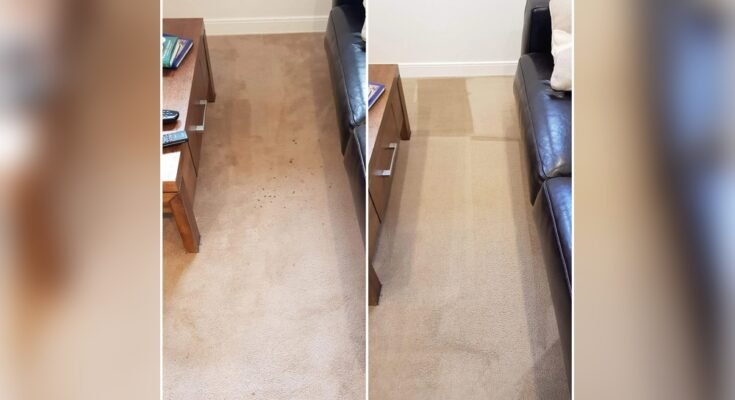 How To Get Dried Dog Pee Stains Out Of Carpet