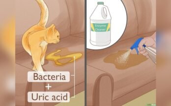 How To Get Old Pee Smell Out Of A Couch