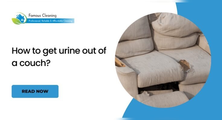 How To Get Pee Out Of A Fabric Couch