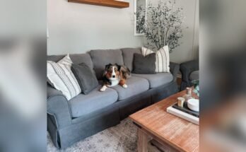 How To Protect Your Couch From Dog Pee