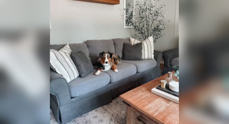 How To Protect Your Couch From Dog Pee