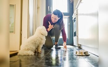 How To Remove Dog Urine From Marble Floor
