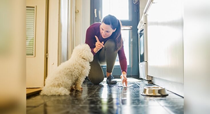 How To Remove Dog Urine From Marble Floor