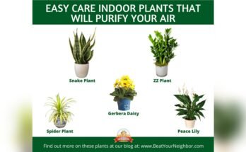 What Plant Cleans The Air In Your House
