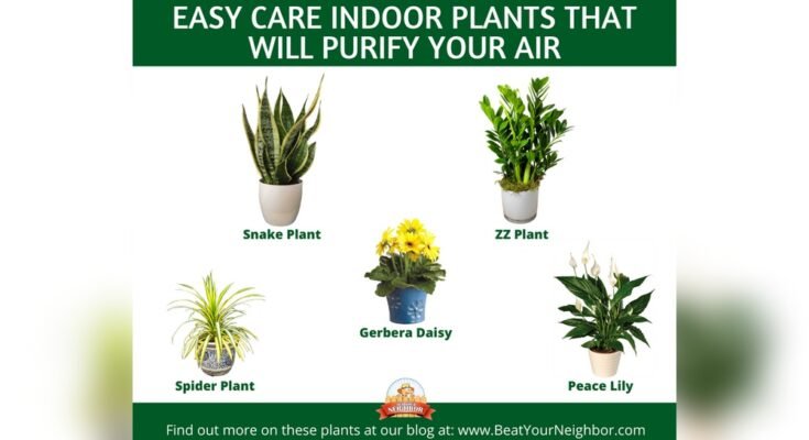 What Plant Cleans The Air In Your House