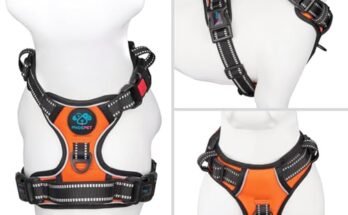 Best Dog Harness For Jack Russell