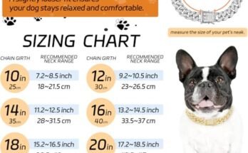 Best Cuban Link Dog Collar