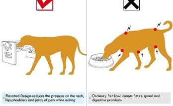 Best Dog Bowl For French Bulldog