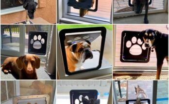 Best Dog Screen Door