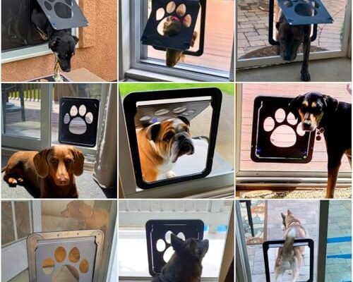 Best Dog Screen Door