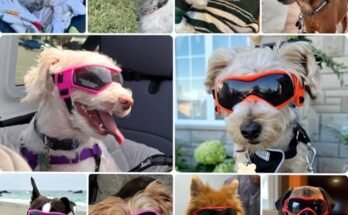 Best Small Dog Breeds For Hiking