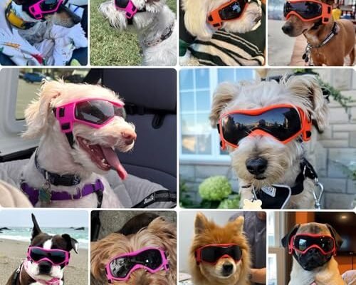 Best Small Dog Breeds For Hiking