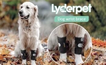 Best Dog Front Leg Brace