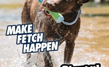 Best Water Dog Toys