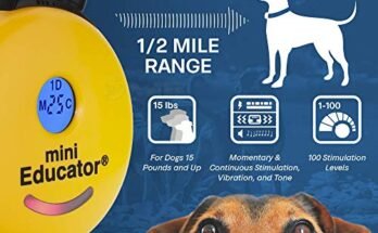 Best Small Dog E Collar