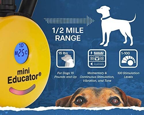 Best Small Dog E Collar