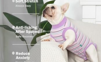 Best Dog Recovery Suit