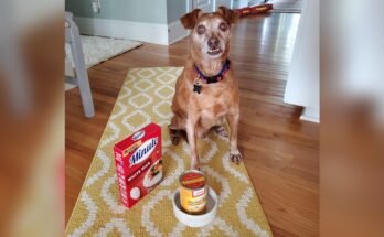 Can Dog Food Cause Diarrhea in Dogs