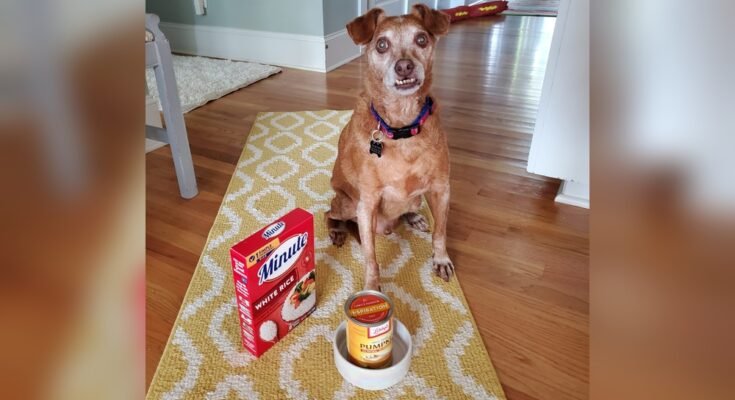 Can Dog Food Cause Diarrhea in Dogs