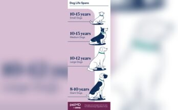 How Long Do Dogs Live on Average