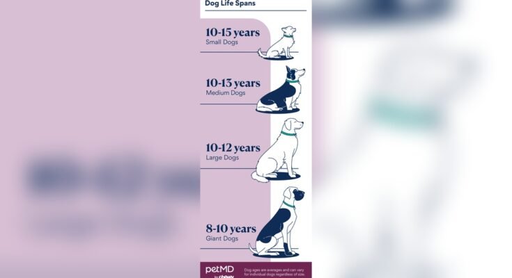 How Long Do Dogs Live on Average