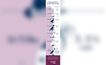 How Much Dog Food Should I Feed My Dog Per Day