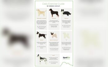 How Much Exercise Does a Dog Need Daily