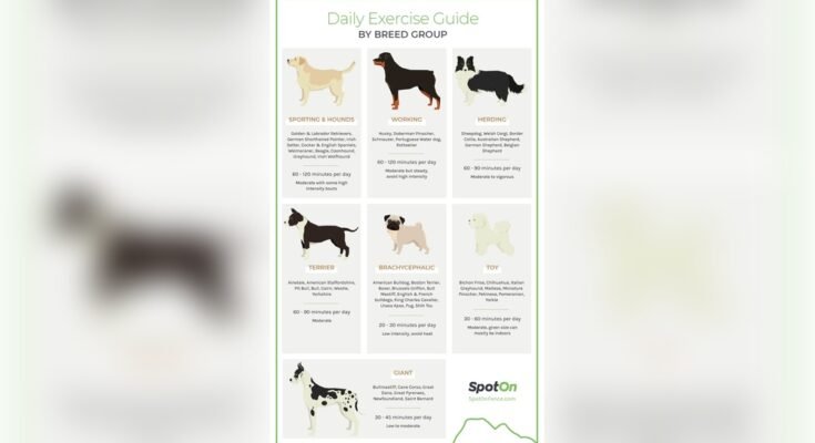 How Much Exercise Does a Dog Need Daily