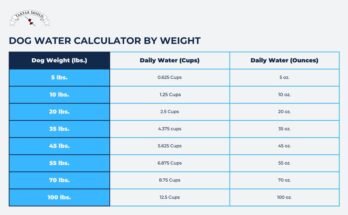 How Much Water Should a Dog Drink Daily