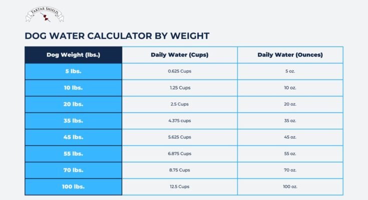 How Much Water Should a Dog Drink Daily
