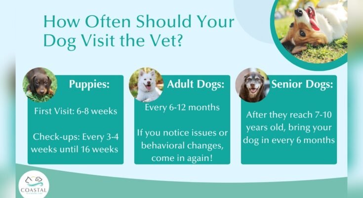 How Often Should Dogs Go to the Vet