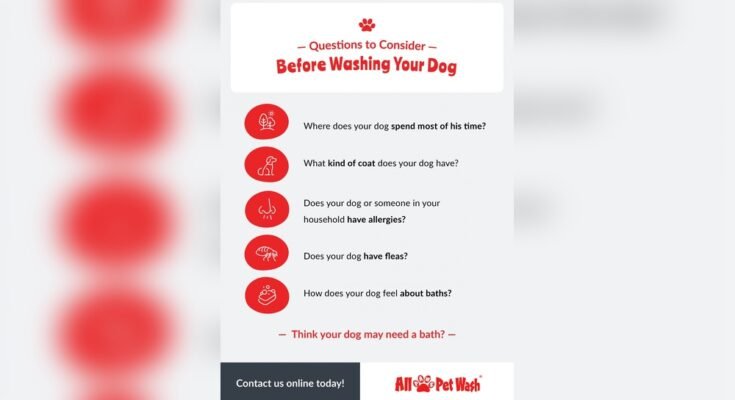 How Often Should I Bathe My Dog