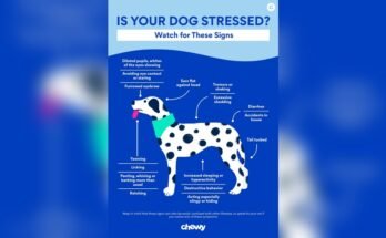 How to Calm an Anxious Dog