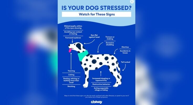 How to Calm an Anxious Dog