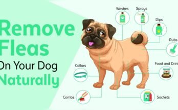 How to Get Rid of Dog Fleas Naturally