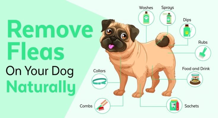 How to Get Rid of Dog Fleas Naturally