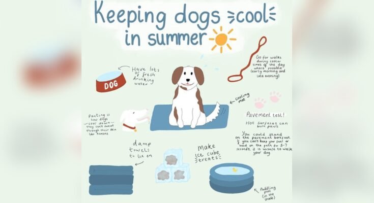 How to Keep Dogs Cool in Summer