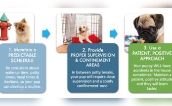 How to Potty Train a Puppy