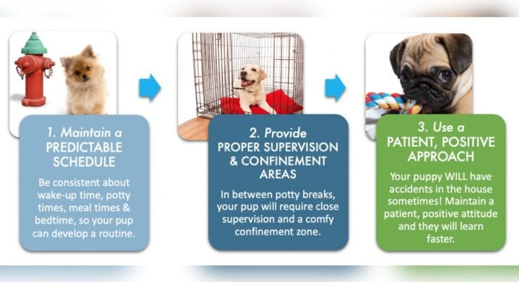 How to Potty Train a Puppy