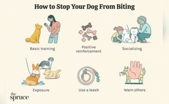 How to Stop a Dog from Biting