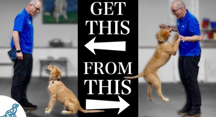 How to Stop a Dog from Jumping on People