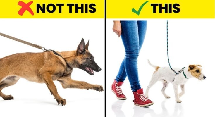 How to Stop a Dog from Pulling on Leash