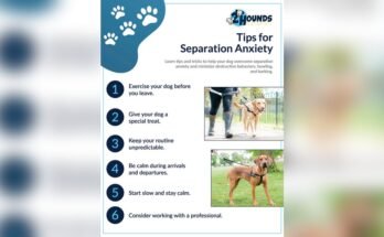 How to Stop Dog Separation Anxiety