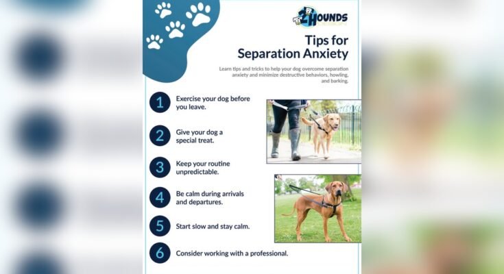 How to Stop Dog Separation Anxiety