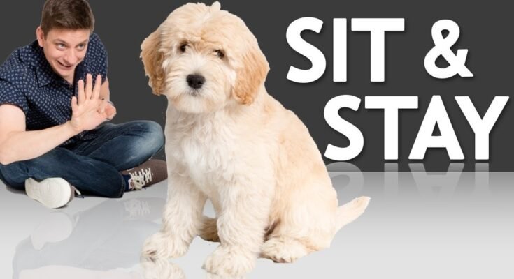How to Train a Dog to Sit And Stay