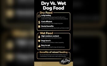 Is Wet Dog Food Better Than Dry Dog Food