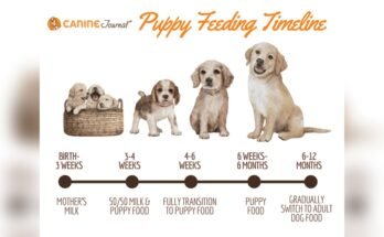 What Age Can Puppies Eat Solid Food